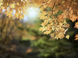 Top Fall Activities in Recovery: Embrace Sobriety This Season